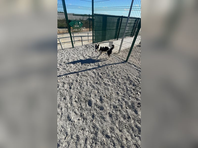 Tito sucht sein Zuhause ❤️