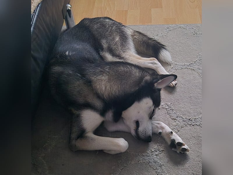 Vermittlungshilfe Pacco❤️