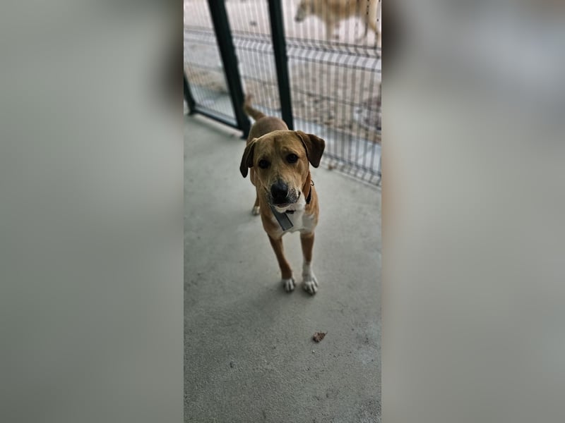 Süßfratz Roll sucht sein forever Home❤️