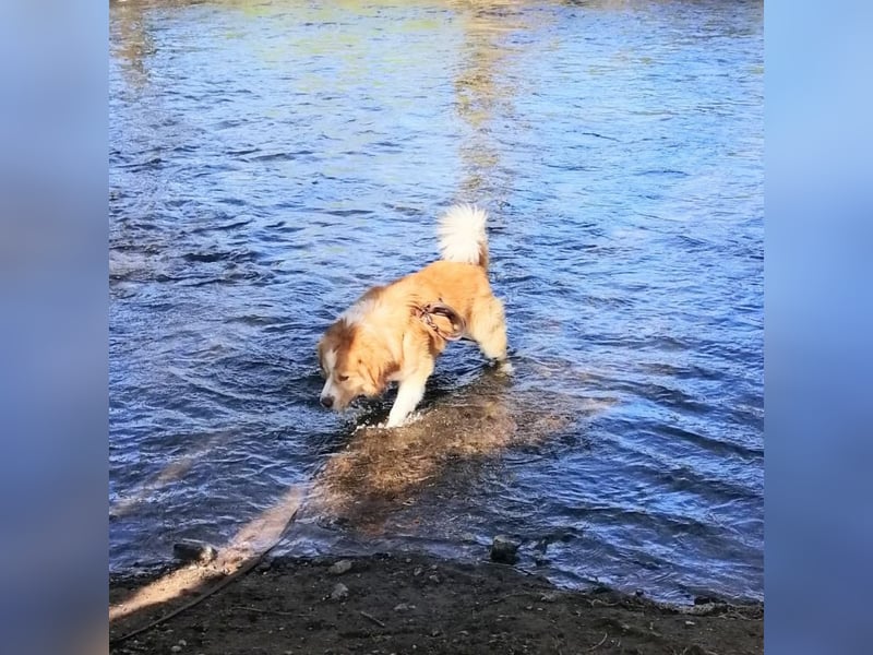Vermittlungshilfe für Lenny ❤️