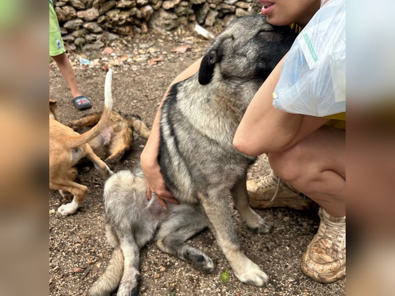 Veresa sucht ein Zuhause oder eine PS❤️