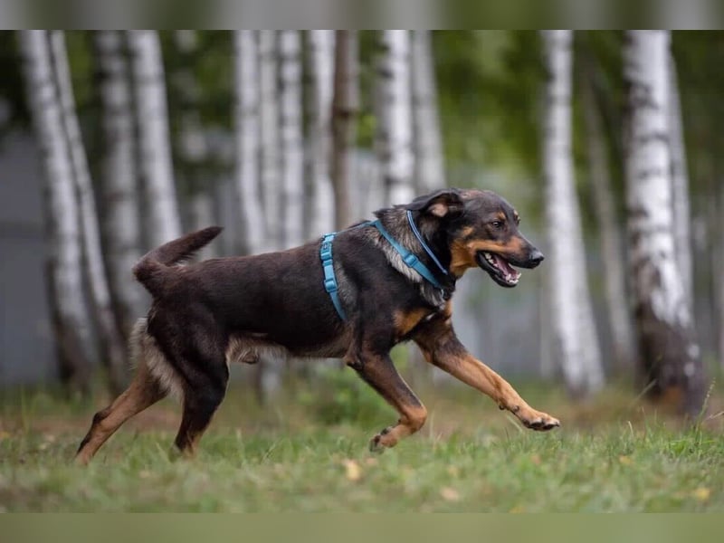 Ruhiges Zuhause für Miroscha gesucht