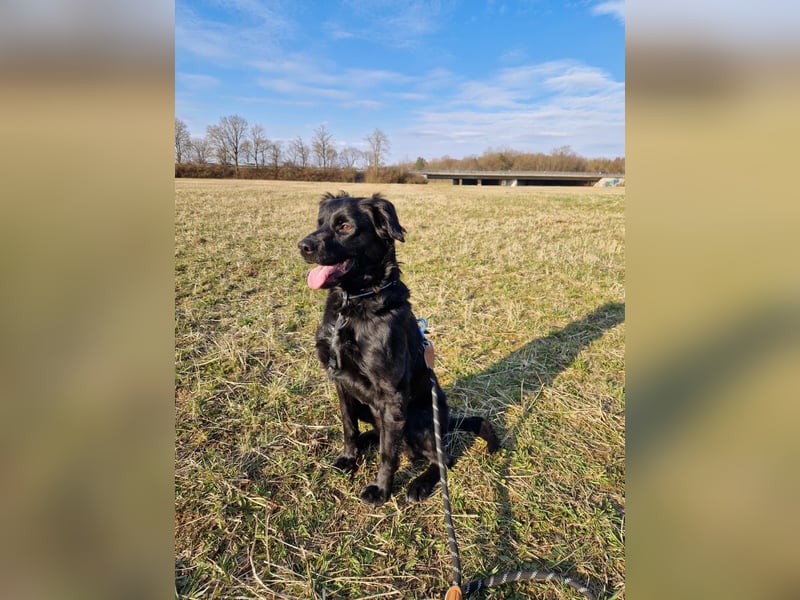 Verschmuste Eagle sucht forever Home❤️