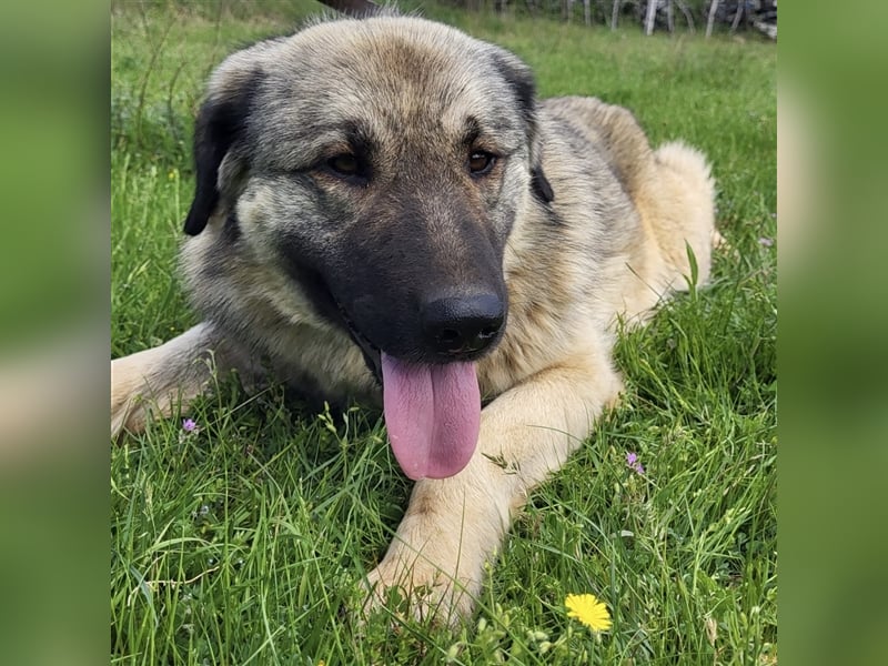 Kalahari sucht ihr Zuhause für immer ❤️