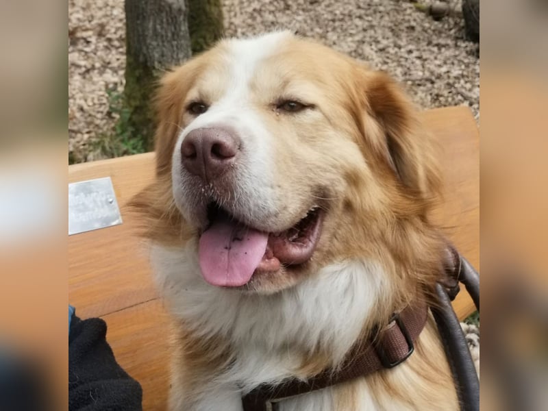 Vermittlungshilfe für Lenny ❤️
