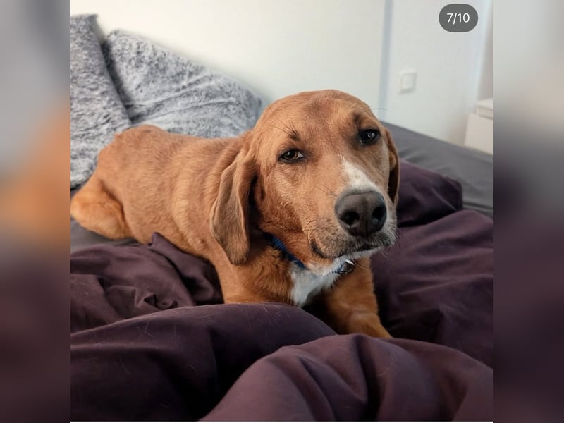 Vermittlungshilfe für Bronte ❤️