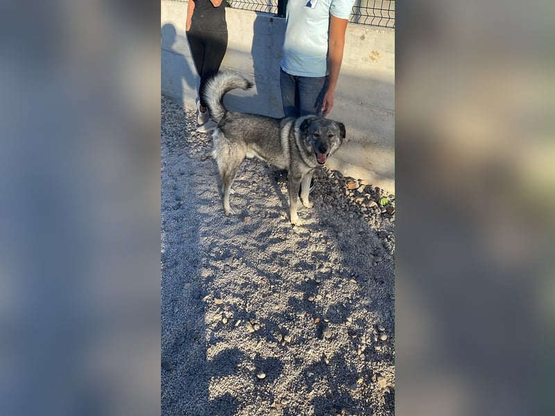 Robin sucht sein forever Home❤️