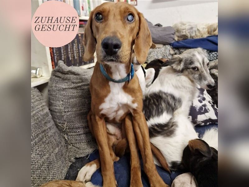 Ili sucht sein Für-Immer-Zuhause ❤️