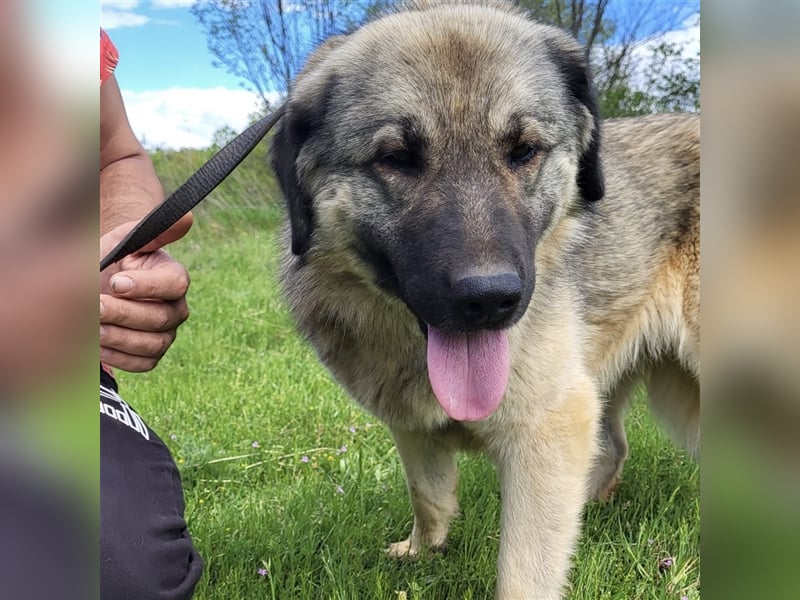 Kalahari sucht ihr Zuhause für immer ❤️