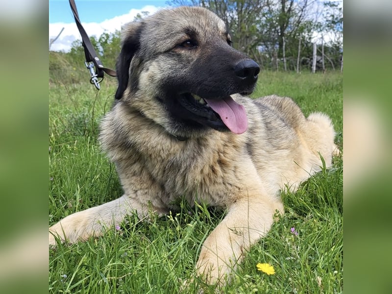 Kalahari sucht ihr Zuhause für immer ❤️