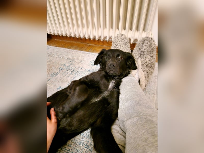 Verschmuste Eagle sucht forever Home❤️