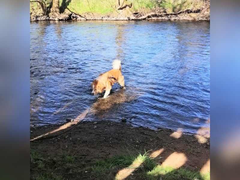Vermittlungshilfe für Lenny ❤️