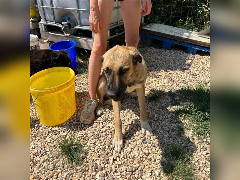 Silvia sucht ihr Zuhause ❤️