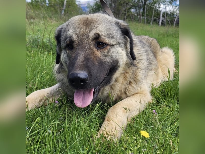 Kalahari sucht ihr Zuhause für immer ❤️