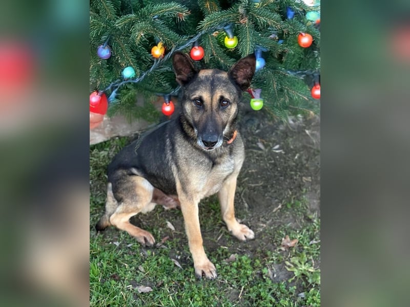 Durango sucht sein forever Home ❤️