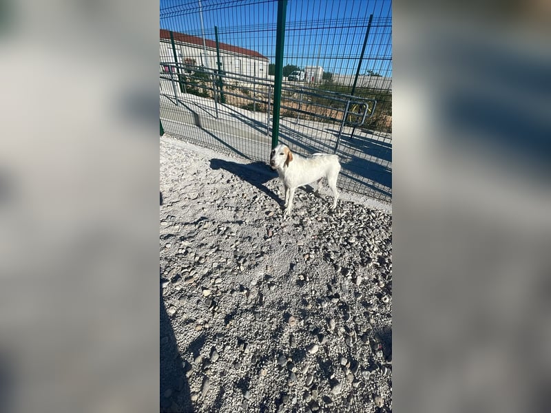 Hedda sucht ihr Zuhause ❤️