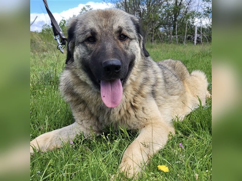 Kalahari sucht ihr Zuhause für immer ❤️