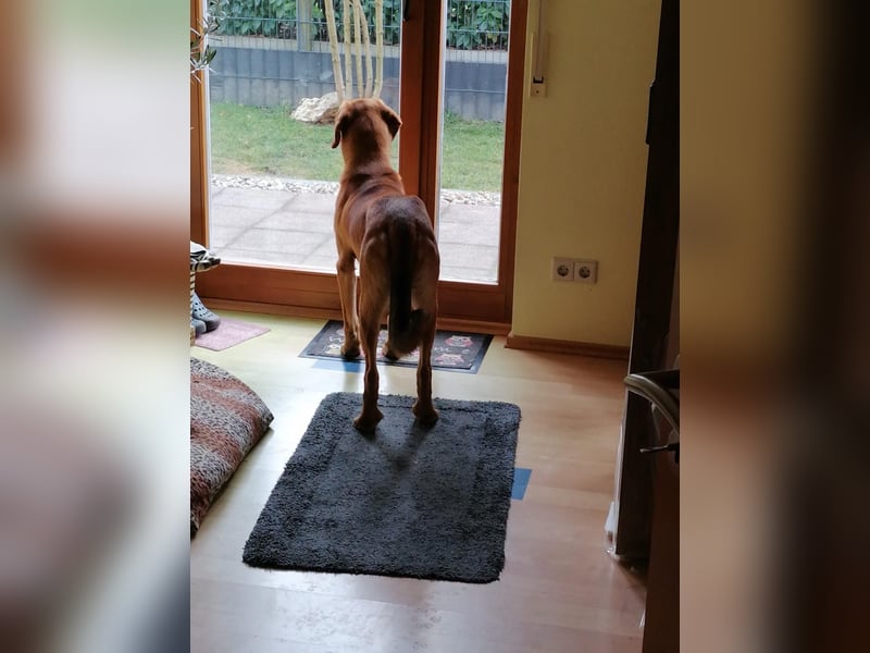 Lieber Rüde LUI sucht seine Familie ❤️