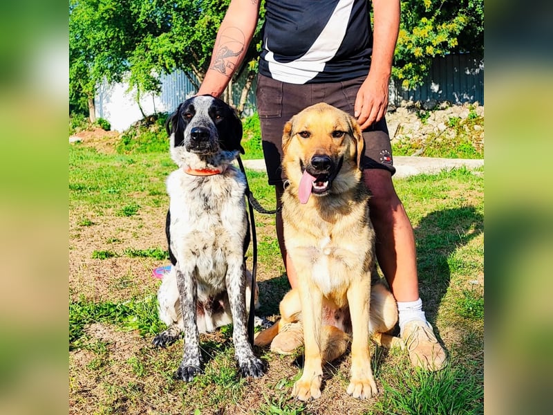 Burbon sucht sein forever Home❤️