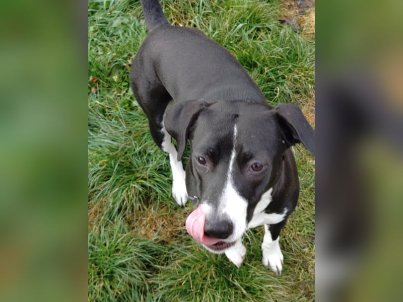 Vermittlungshilfe für KIRA❤️