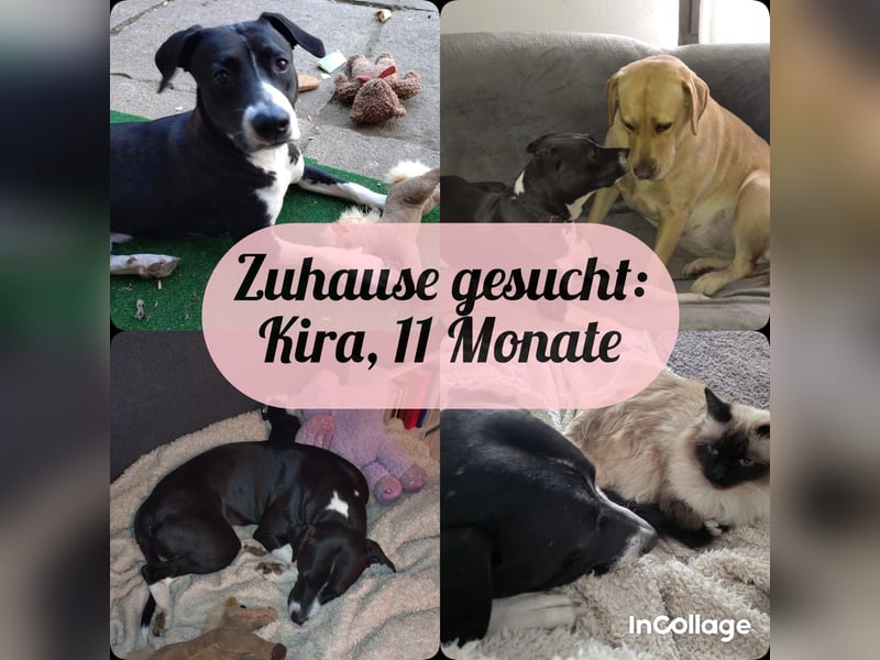 Vermittlungshilfe für KIRA❤️