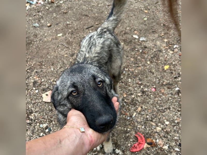 Veresa sucht ein Zuhause oder eine PS❤️