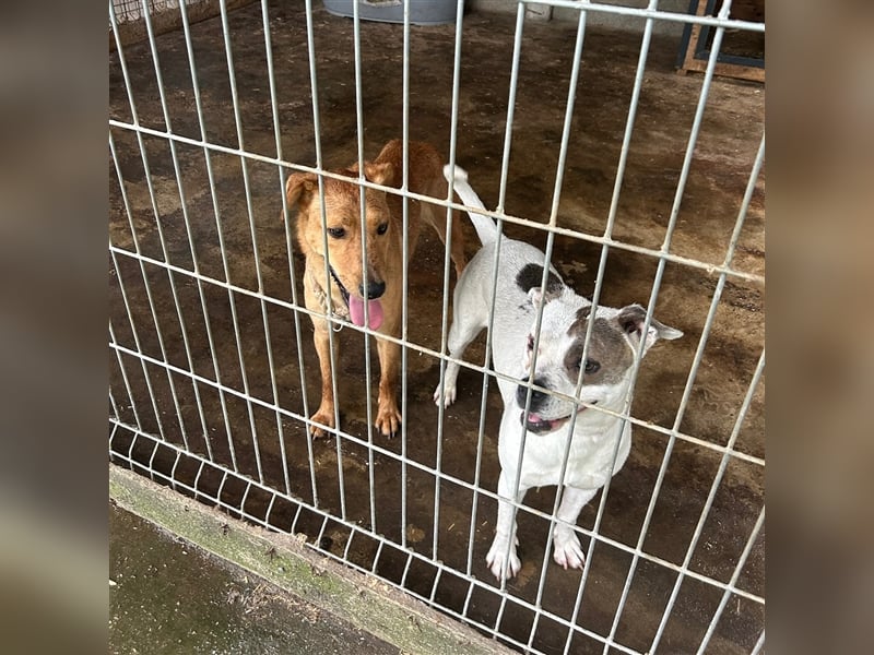 Nandi sucht ein liebevolles Zuhause ❤️