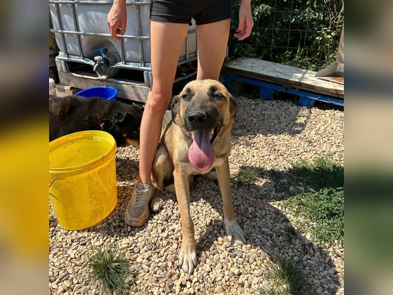 Silvia sucht ihr Zuhause ❤️