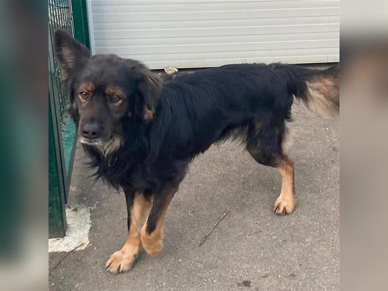 Lino sucht sein forever Home❤️