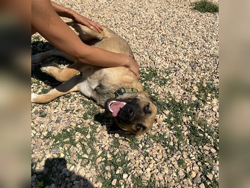 Silvia sucht ihr Zuhause ❤️