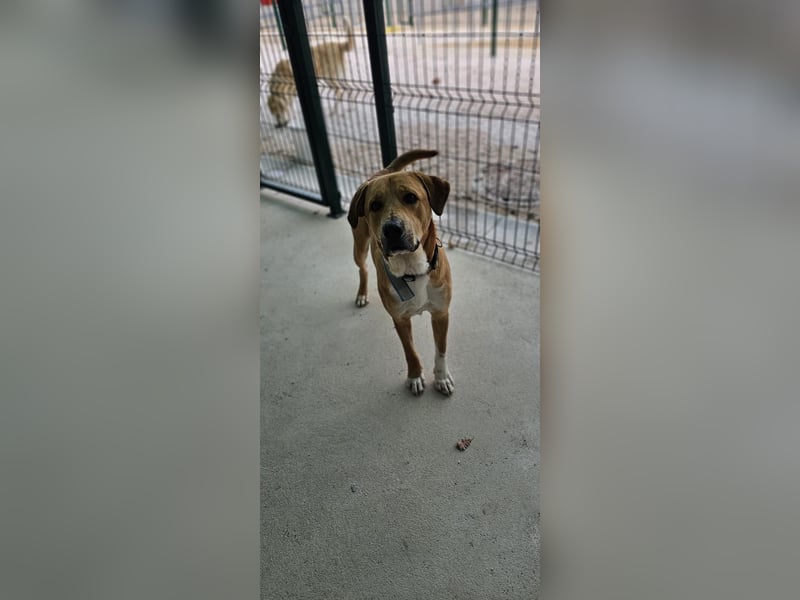 Süßfratz Roll sucht sein forever Home❤️