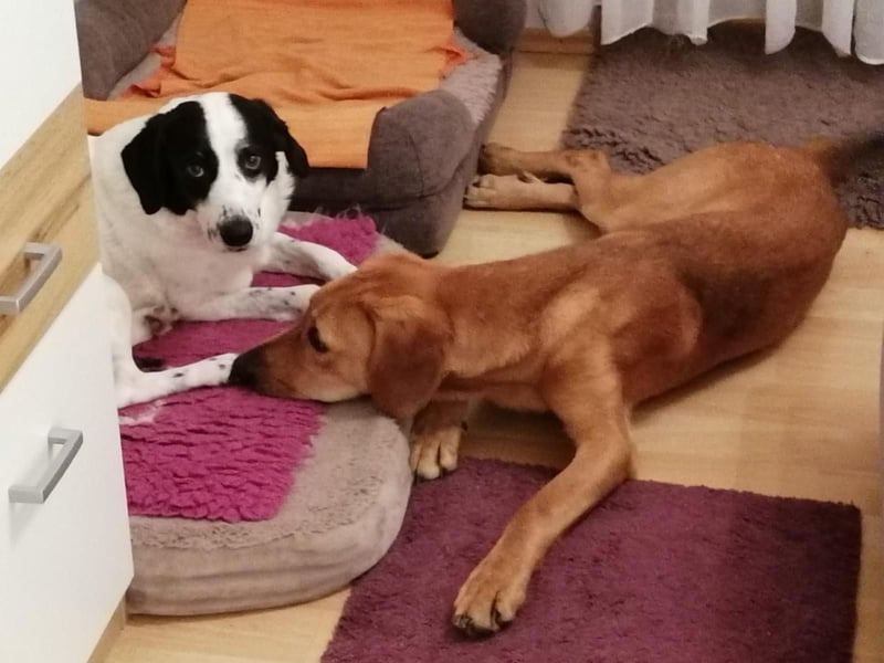 Lieber Rüde LUI sucht seine Familie ❤️