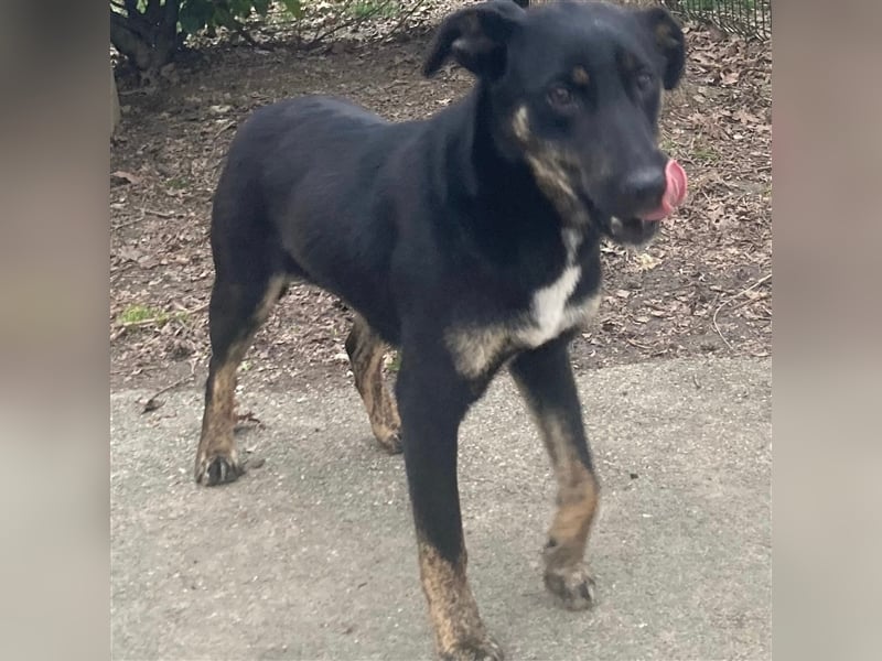 Hundemädchen Kay sucht ihr Glück❤️