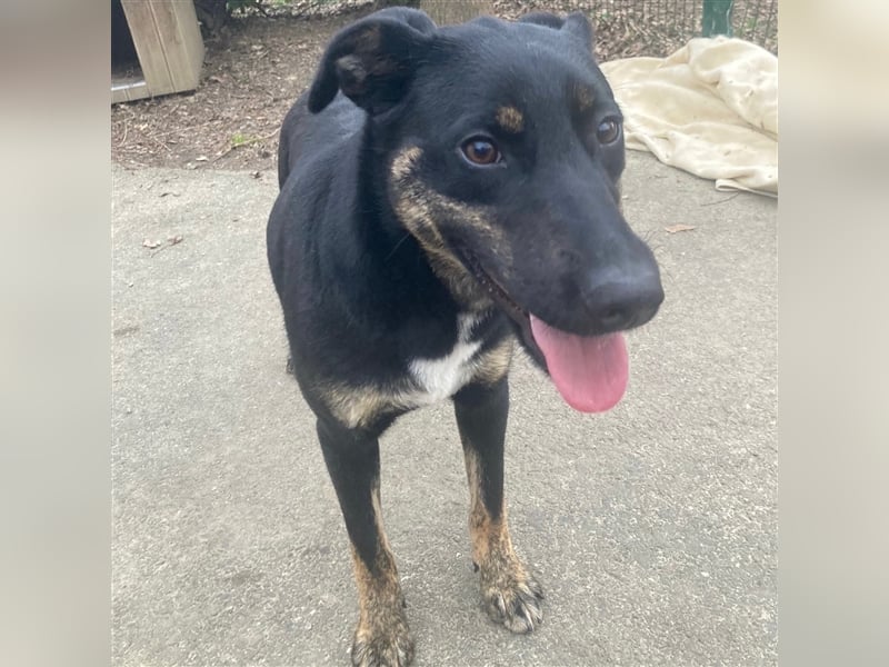 Hundemädchen Kay sucht ihr Glück❤️