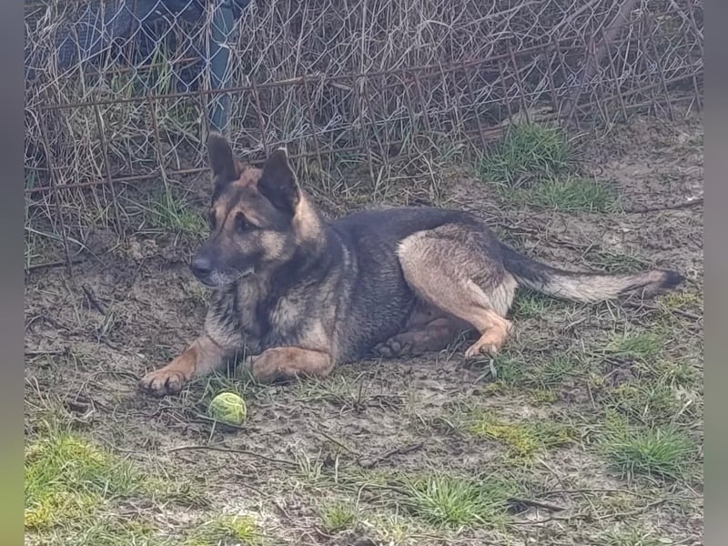 Durango sucht sein forever Home ❤️