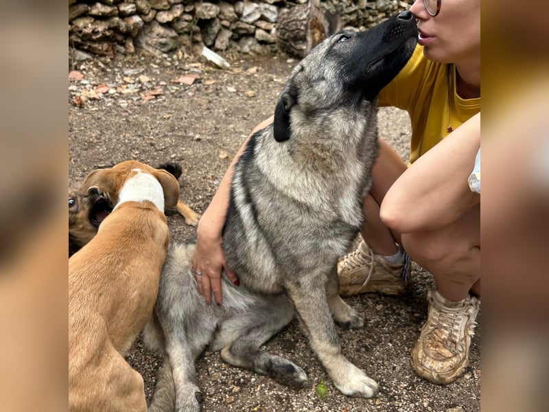 Veresa sucht ein Zuhause oder eine PS❤️