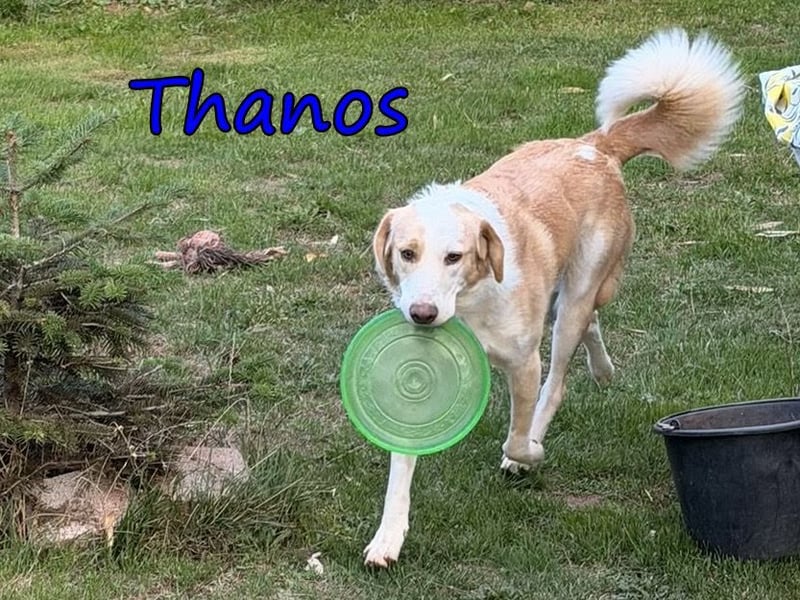 Thanos, geb. 07/2025 (GRC) Thanos braucht eine liebevolle aber bestimmte Führung