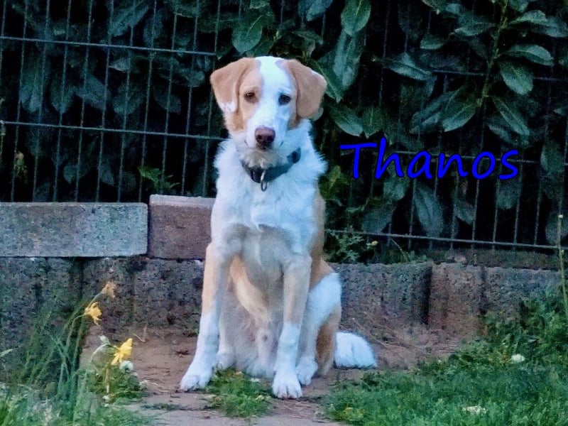 Thanos, geb. 07/2025 (GRC) Thanos braucht eine liebevolle aber bestimmte Führung
