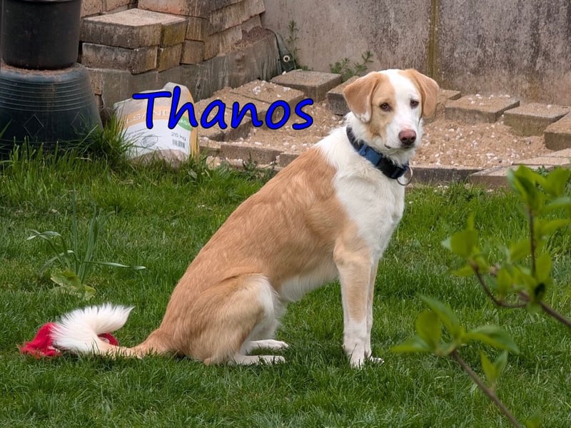 Thanos, geb. 07/2025 (GRC) Thanos braucht eine liebevolle aber bestimmte Führung