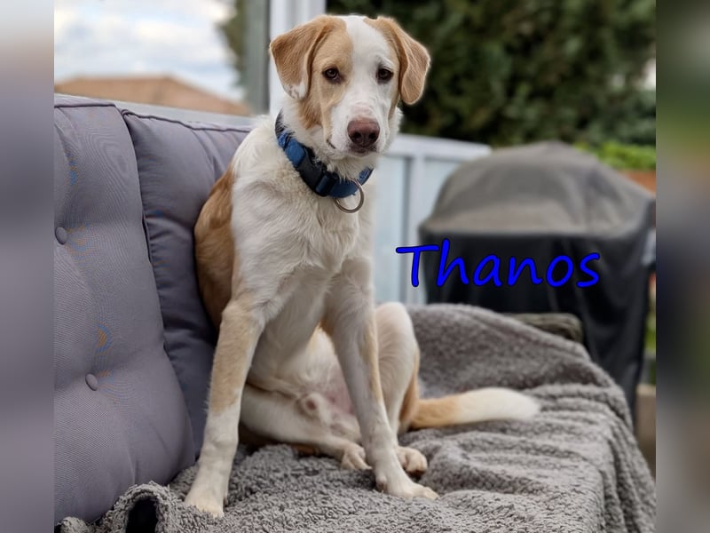Thanos, geb. 07/2025 (GRC) Thanos braucht eine liebevolle aber bestimmte Führung
