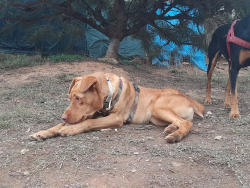 EDDY will endlich sein Fürimmerzuhause