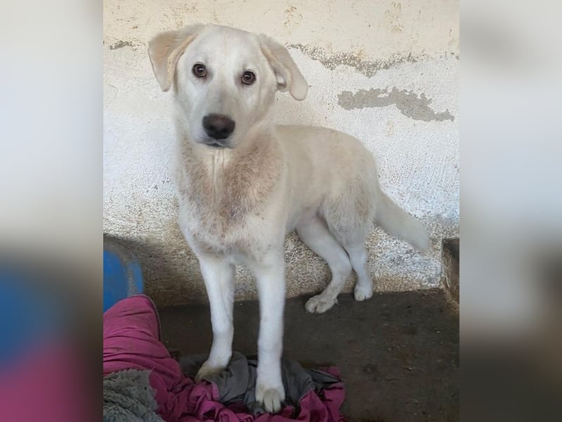 Elion, geb. ca. 06/2025, lebt in GRIECHENLAND, auf einer privaten Pflegestelle