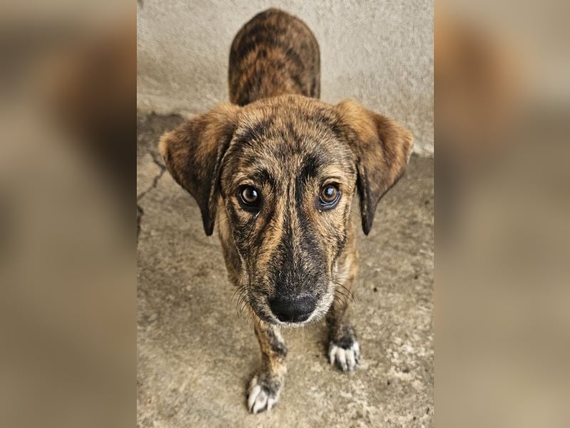 Fiyero, geb. ca. 07/2025, lebt in GRIECHENLAND, im städt. Tierheim Serres