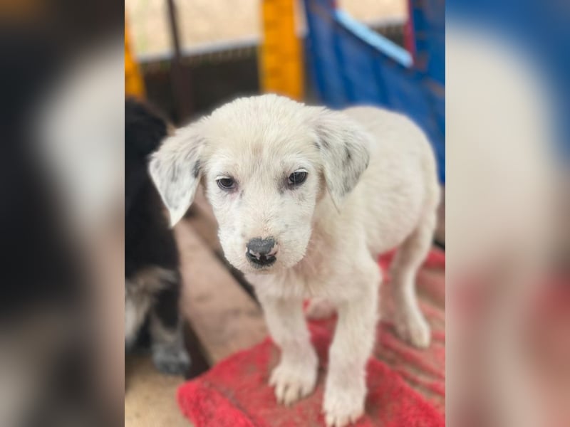 Riesling, geb. ca. 08/2025, lebt in GRIECHENLAND, auf einer privaten Pflegestelle