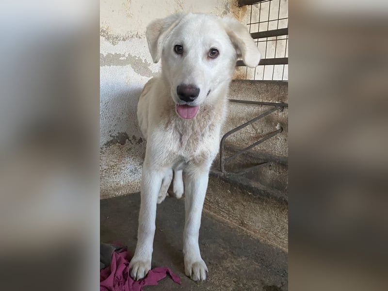 Elion, geb. ca. 06/2025, lebt in GRIECHENLAND, auf einer privaten Pflegestelle