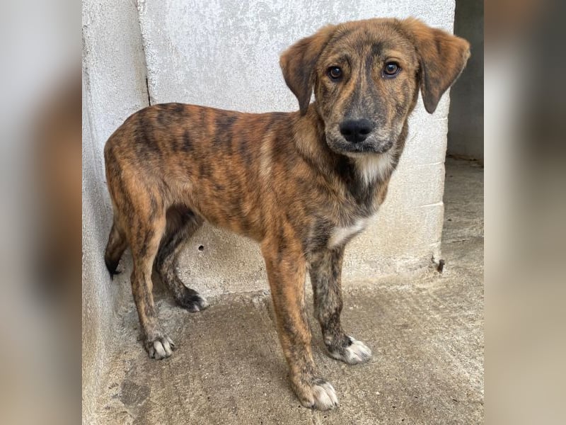 Fiyero, geb. ca. 07/2025, lebt in GRIECHENLAND, im städt. Tierheim Serres