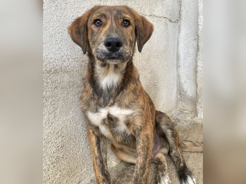 Fiyero, geb. ca. 07/2025, lebt in GRIECHENLAND, im städt. Tierheim Serres