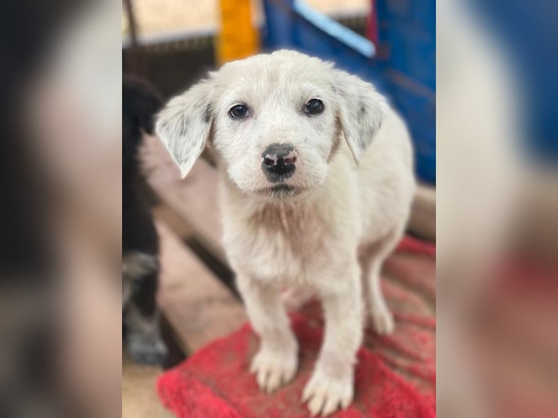 Riesling, geb. ca. 08/2025, lebt in GRIECHENLAND, auf einer privaten Pflegestelle