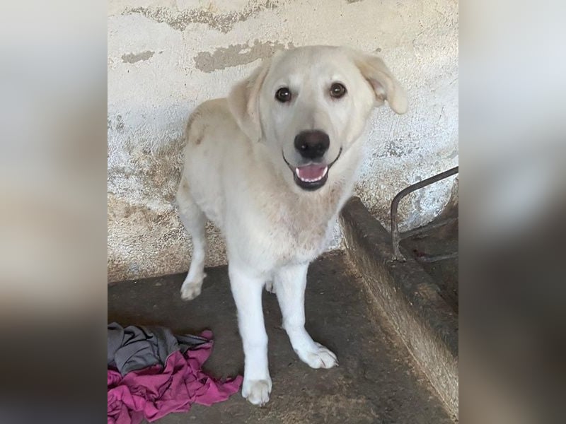 Elion, geb. ca. 06/2025, lebt in GRIECHENLAND, auf einer privaten Pflegestelle