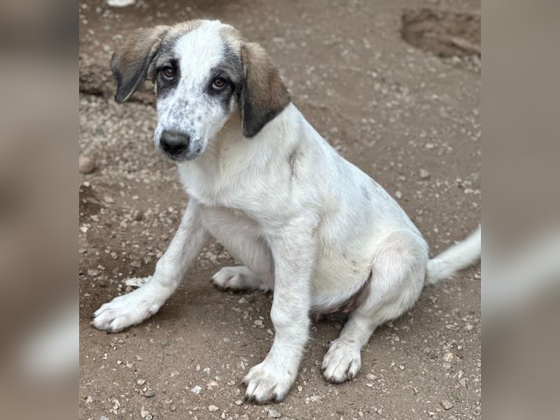 Pippin, geb. ca. 04/2026, lebt in GRIECHENLAND, im städt. Tierheim Serres